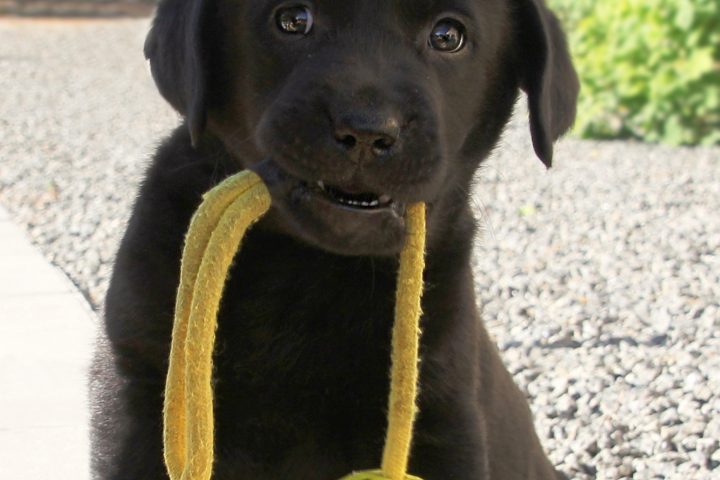 Black labrador puppy with ball in mouth